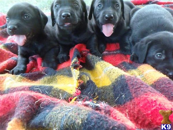 labrador retriever puppy posted by Rick Swenson